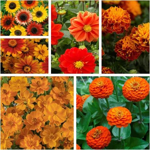 Vista 6 de Outsidepride Mezcla anual de semillas de flores silvestres de naranja 5000 semillas para plantar