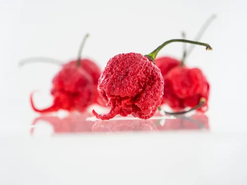 Vista 2 de Pepper Joe's Carolina Reaper Seeds - Paquete de 10 semillas de chile más calientes del mundo, cultivadas en Estados Unidos, semillas de Carolina