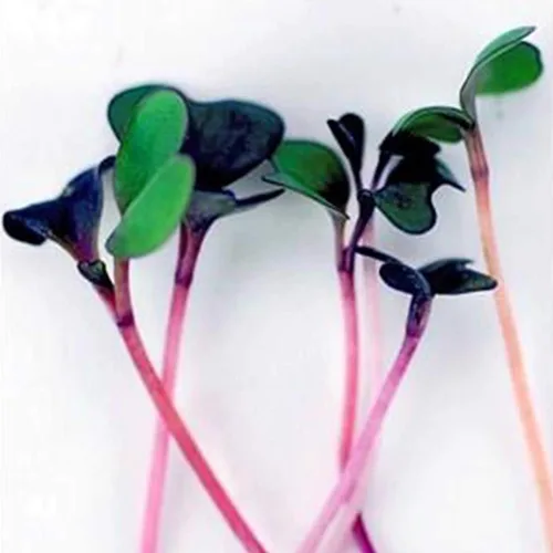 Vista 2 de Mezcla de semillas de microgreens orgánicas básicas, mezcla de semillas de microverduras sin OMG, brócoli, col rizada, colinabo, repollo, rúcula