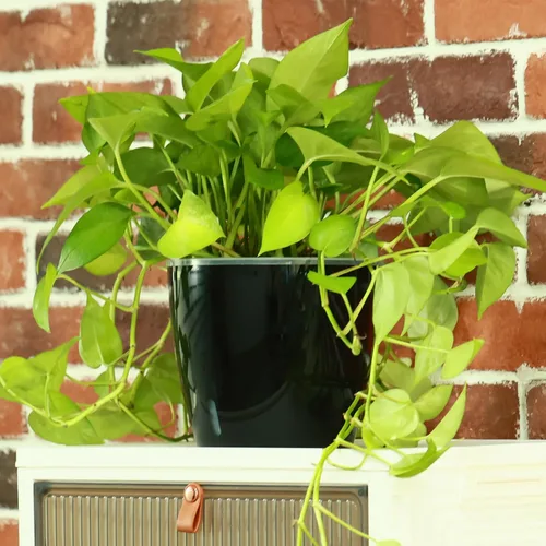 Vista 2 de Planterhoma Macetas de riego automático de 5 pulgadas para plantas de interior, 6 paquetes de macetas de violeta africana con indicador, maceta