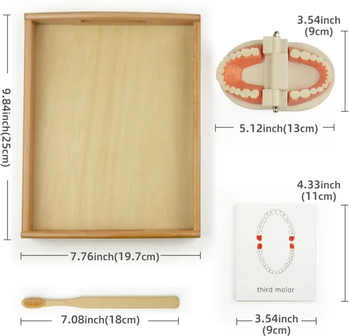 Vista 3 de Montessori Vida Práctica Modelo Dientes Y Tarjetas Juguetes De