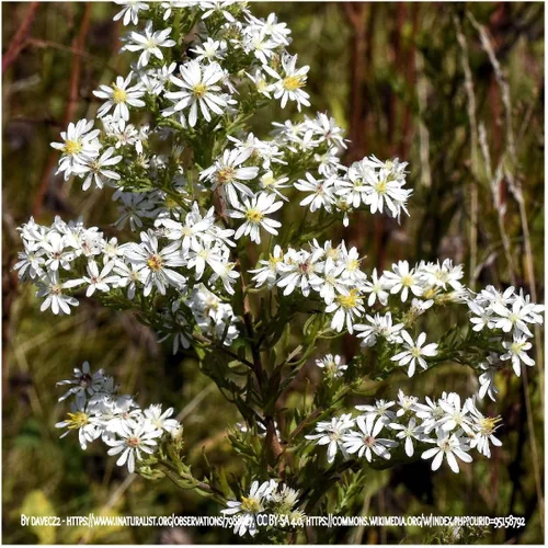 Vista 2 de everwilde granjas – Heath Aster Native semillas de flores silvestres – oro Vault