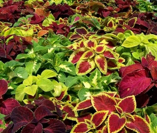 Vista 3 de Semillas Flores Coleus Variedad Mix - 100 Semillas