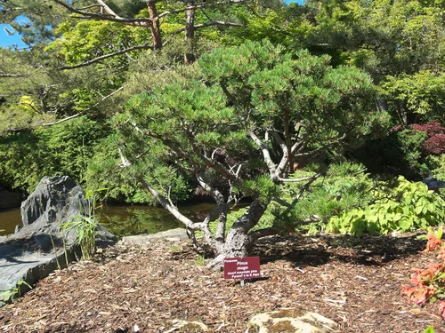 Vista 5 de Pino Mugo Plántula de árbol pequeño The Jonsteen Company