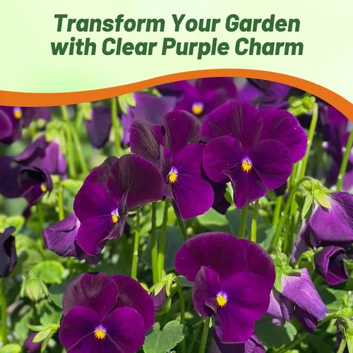 Vista 6 de Outsidepride Semillas de pensamiento de viola púrpura transparente para plantar, 50 unidades. Flores bienales, resistentes al frío y aptas