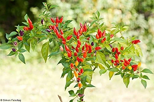 Vista 3 de Chile Pequin Pepper 20+ Semillas