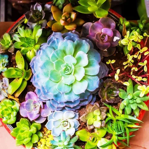 Vista 6 de Suculentas Mezcla De Planta Rara Exótica Cactus Flor Suculentas 200 Semillas