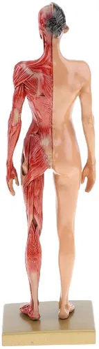 Vista 4 de BONEW Resina masculina y femenina de 11.8 in, anatomía anatómica humana, cabeza de cráneo, modelo de cuerpo, modelo de hueso muscular