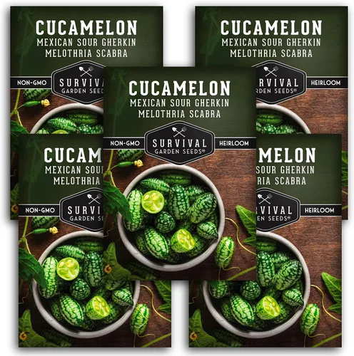 Vista 11 de Semillas de Cucamelon para plantar – Pepino amargo mexicano de pepinillo de sandía – Cucamelones tradicionales sin OMG – Semillas de jardín