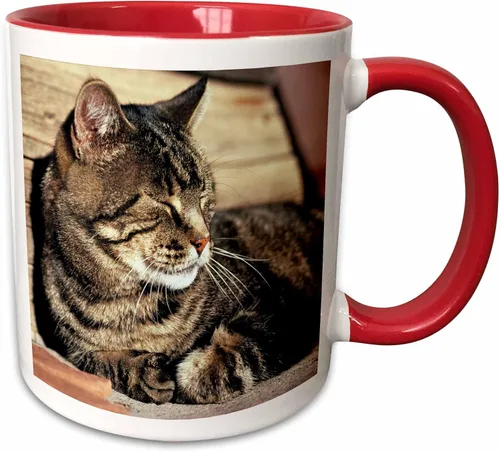 Vista 11 de 3dRose (mug_94870_1) Utah, Capitol Reef NP. Sleeping atigrado cat - US45 RER0114 - Ric Ergenbright - Taza de cerámica, 11 onzas Blanco