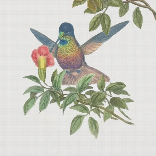Vista 18 de Canguros australianos John Gould Counted Patrón de punto de cruz