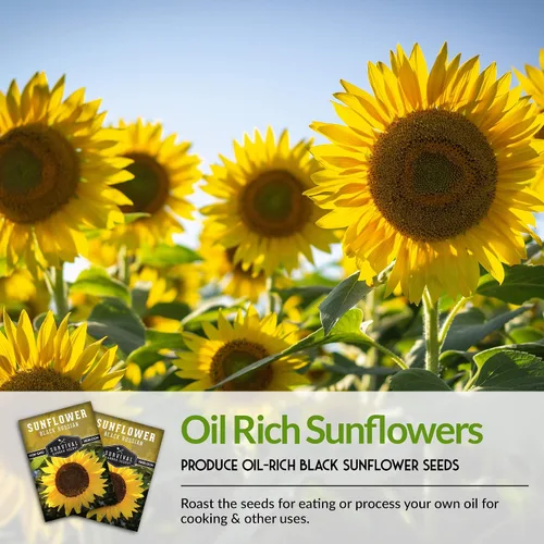 Vista 4 de Paquete de 1 semilla de girasol ruso negro para plantar, paquete con instrucciones para cultivar flores para aceite o alimentación de aves
