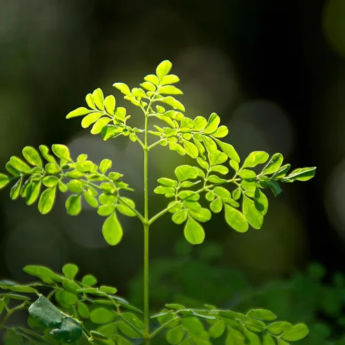 Vista 7 de Semillas de Moringa para plantar - Paquete de 0.35 oz ~ 39+ Semillas - Cultivar semillas de moringa para comer - Plántulas de árboles de moringa