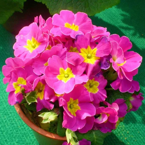 Vista 2 de Primula Seeds - 200 semillas de flores perennes vibrantes para plantar Floraciones de principios de primavera, tolerantes a la sombra, perfectas