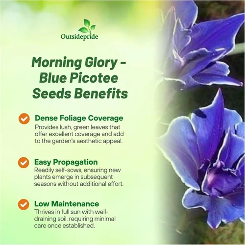 Vista 3 de Outsidepride Blue Picotee Morning Glory Seeds - 50 unidades. Semillas de flores anuales, trepadoras y enredaderas para plantar grandes flores azules