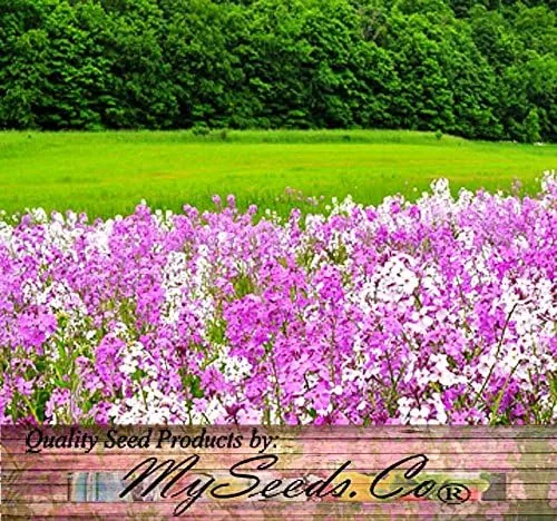 Vista 4 de Big Pack - Semillas de cohete de Dama (40,000 semillas) - Hesperis matronalis aka Queen's Gilliflower - Semillas de flores comestibles