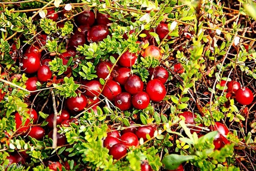 Vista 5 de Food to Live Arándanos Rojos Secos Orgánicos, 5 Libras – Sin OGM, Kosher, Sin Azufre, a Granel