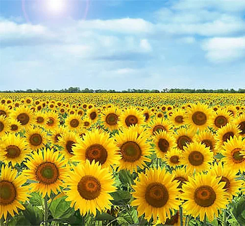 Vista 4 de Semillas de girasol Mardi Gras