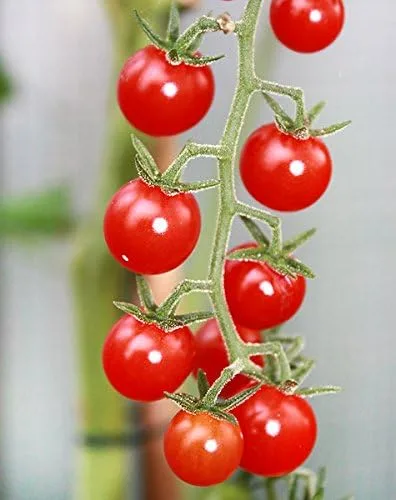 Vista 7 de Más de 30 semillas de tomate de grosella y guisantes dulces, sin OMG, extra dulce y de gran rendimiento, bajo en ácido, indeterminado, polinizado