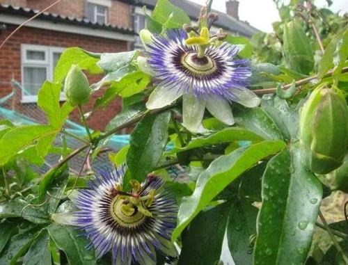 Vista 4 de Más de 20 semillas de maracuyá moradas (fruta comestible) Semillas de passiflora incarnata