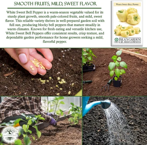 Vista 5 de Semillas de pimiento blanco dulce (Capsicum annuum) – Más de 20 semillas tradicionales sin OMG de Isla's Garden Seeds, sabor dulce suave, pimientos
