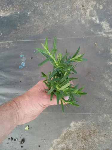 Vista 6 de Plantas de romero azul toscano vivo (paquete de 3) de 5 a 8 pulgadas de alto, hierba culinaria fragante para cocinar y paisajismo, jardines