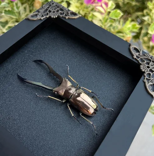 Vista 74 de 2 Real Dragonfly Specimens Shadow Box Framed Insect Display Oddities Curiosities Entomology Collection Natural History Wall Decor Gift for Nature