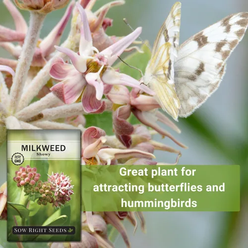 Vista 5 de Sow Right Seeds - Semillas llamativas de algodoncillo para plantar - Atrae monarca y otras mariposas a tu jardín - Semillas de reliquia sin OMG