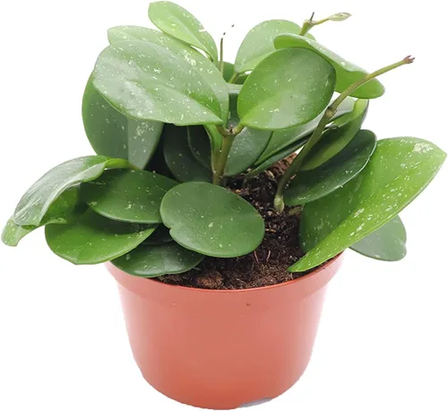 Vista 6 de Hoya Crimson Princess - 6'' de California Tropicals
