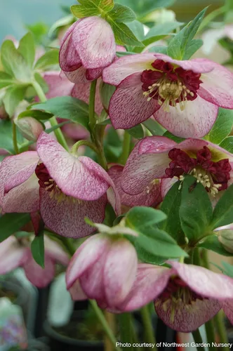 Vista 8 de Perennial Farm Marketplace Helleborus x Winter Jewels "Flor de Cerezo" (Rosa Cuaresmal) Perenne, 1 Quart, Flores Rojas