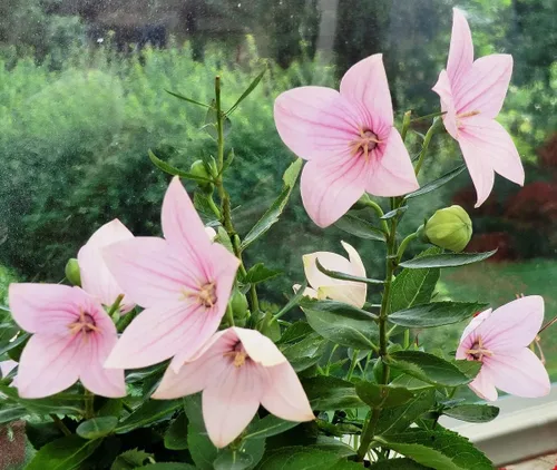 Vista 2 de Semillas Flor de globo rosa Platycodon Flores perennes de Bellflower chino para plantar