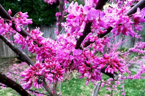 Vista 3 de Judas Tree of Love Seeds European Redbud Tree Bonsai Sakura 15 semillas para plantar