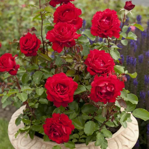 Vista 3 de Rosas de té híbridas Heirloom, Planta de raíz propia viva para jardín al aire libre, Eleganza® Heart Song™, ligeramente fragantes, zonas