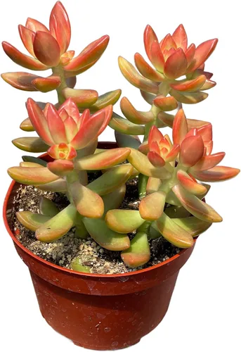 Vista 26 de Suculenta viva de 4 pulgadas "Baby Toes Fenestraria Rhopalophylla, plantas suculentas vivas completamente enraizadas, planta