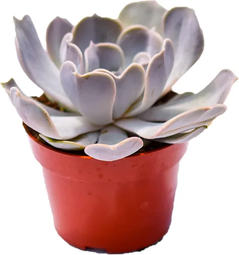 Vista 12 de Planta suculenta Echeveria viva - Suculenta Echeveria de 4 pulgadas con raíces completas (Echeveria Benitsukasa)