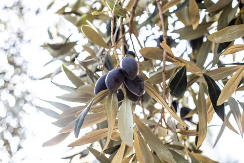 Vista 7 de Aceitunas grandes griegas mixtas sin hueso - Aceitunas Kalamata y verdes (Halkidiki) - 13.1 oz - Orgánico - Sin gluten - Sin OMG - Paleo - Keto