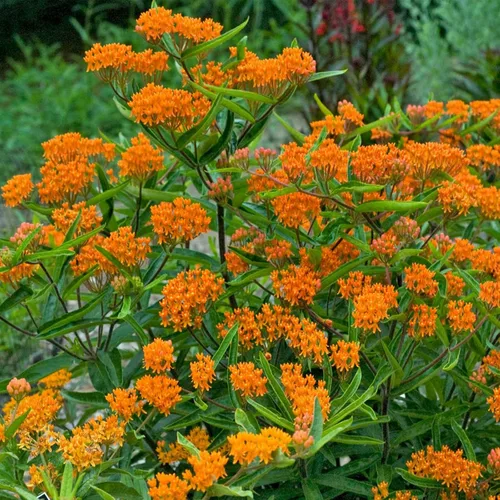 Vista 2 de Mariposa Maleza, Flores Semilla (Asclepias tuberosa) atrae Mariposas