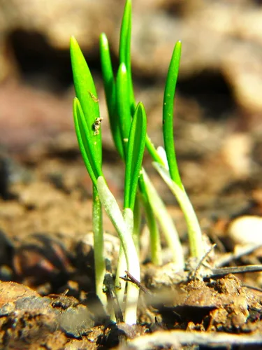Vista 6 de Wild Garlic Ramsons Buckrams Wild Onion 40 semillas sin OMG para plantar