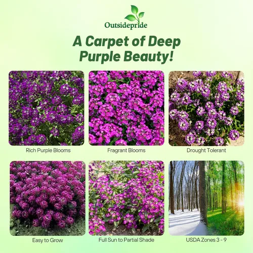 Vista 2 de Outsidepride Oriental Nights Alyssum Seeds - 5000 semillas anuales, tolerantes a la sequía y aptas para polinizadores con flores de miel fragantes