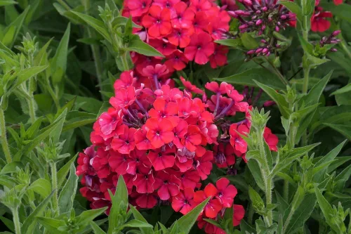 Vista 2 de Semillas rojas de Phlox para plantar, más de 200 semillas de flores tradicionales por paquete, semillas anuales, sin OMG, nombre botánico: Phlox
