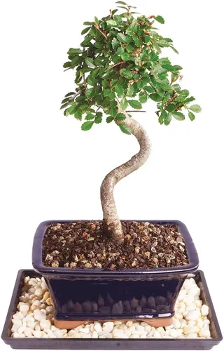 Vista 8 de Brussel's Bonsai Árbol bonsái de olmo chino vivo, al aire libre, paquete de 2 – pequeño, 5 años de edad, 6 a 8 pulgadas de alto – incluye macetas