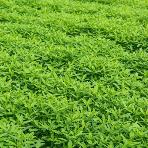 Vista 5 de Mezcla de semillas para cultivo sin labranza y cubierta de jardín y huerto - 2.27 Kg - Mezcla de semillas para cultivo de cubierta de jardín: vezo
