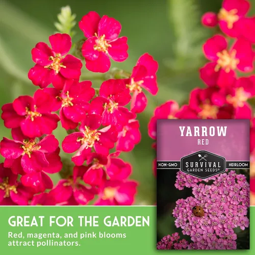 Vista 3 de Semillas de milenrama roja o rosa para plantar, hierbas medicinales tradicionales y semillas de flores perennes, flores amigables con polinizadores