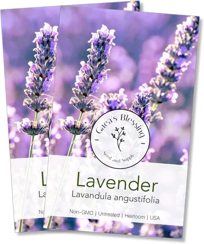Vista 4 de Gaea's Blessing Semillas – Semillas de lavanda inglesa – Semillas tradicionales sin OMG con instrucciones fáciles de seguir – Vera True Lavender