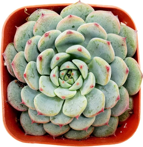 Vista 12 de Fat Plants San Diego Live Echeveria Planta Suculenta Híbrida, Lola