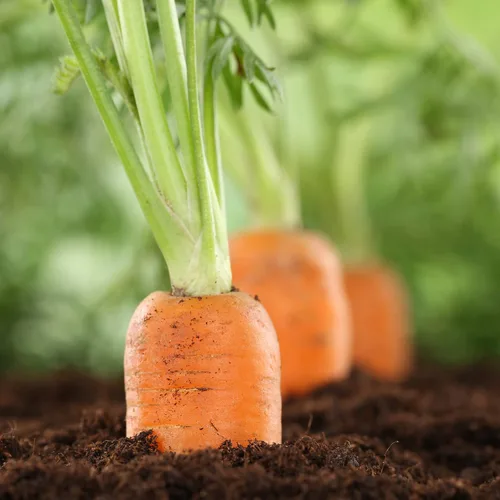 Vista 3 de Big A Fertilizante de zanahoria y fertilizantes de raíces - Fertilizante premium para zanahorias y huerto - Alimento orgánico para plantas