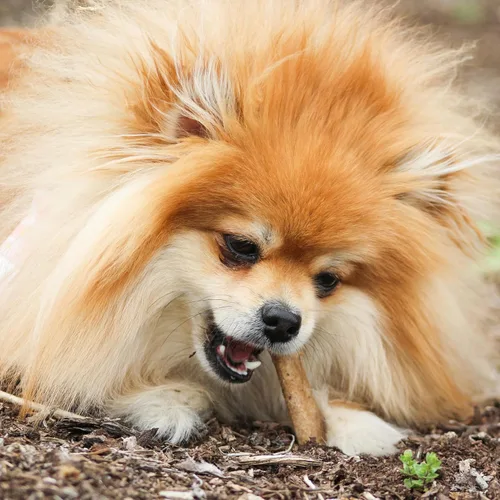 Vista 2 de Nylabone Healthy Edibles Masticables Naturales para Perros de Larga Duración con Sabor a Tocino para Perros, X-Pequeño/Muy Pequeño (2 Unidades)