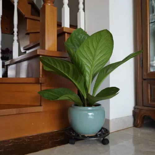 Vista 7 de Soporte de flores de hierro fundido de 11 pulgadas para plantas de hierro Marrón