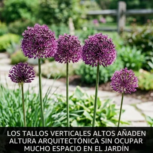 Vista 4 de 10 bulbos de Allium Purple Sensation Flores de globo moradas Bombillas