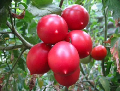 Vista 3 de Semillas de tomate rosa De-Barao Determinar vegetales no transgénicos para plantar